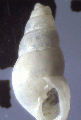 Odostomia ?